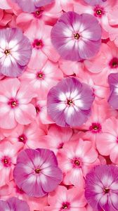 Preview wallpaper flowers, small, bright, pink, purple