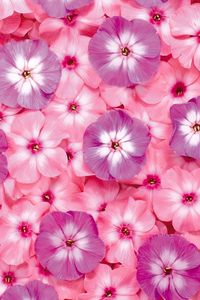 Preview wallpaper flowers, small, bright, pink, purple