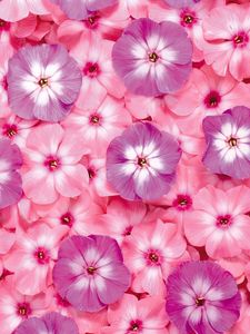 Preview wallpaper flowers, small, bright, pink, purple