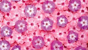 Preview wallpaper flowers, small, bright, pink, purple