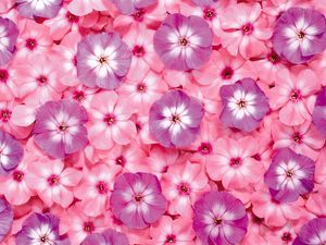Preview wallpaper flowers, small, bright, pink, purple