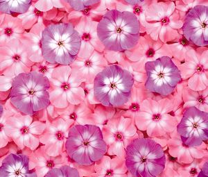 Preview wallpaper flowers, small, bright, pink, purple