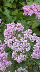 Preview wallpaper flowers, small, garden, greens, nettles