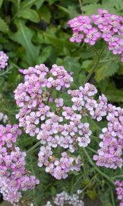 Preview wallpaper flowers, small, garden, greens, nettles