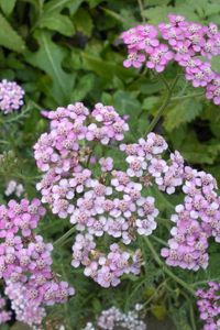 Preview wallpaper flowers, small, garden, greens, nettles