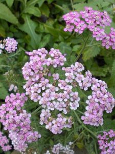 Preview wallpaper flowers, small, garden, greens, nettles