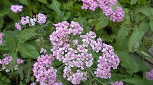 Preview wallpaper flowers, small, garden, greens, nettles