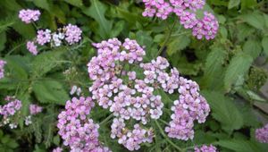 Preview wallpaper flowers, small, garden, greens, nettles