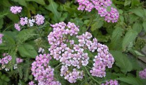 Preview wallpaper flowers, small, garden, greens, nettles