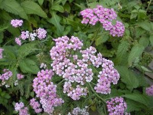 Preview wallpaper flowers, small, garden, greens, nettles