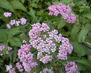 Preview wallpaper flowers, small, garden, greens, nettles