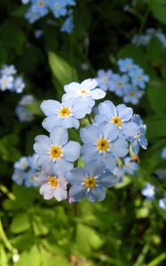 Preview wallpaper flowers, small, grass, plant