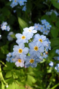 Preview wallpaper flowers, small, grass, plant