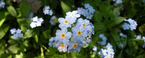 Preview wallpaper flowers, small, grass, plant