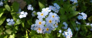 Preview wallpaper flowers, small, grass, plant