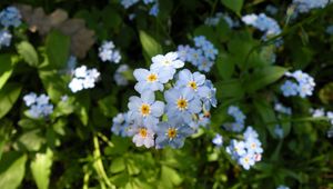 Preview wallpaper flowers, small, grass, plant