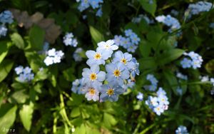 Preview wallpaper flowers, small, grass, plant