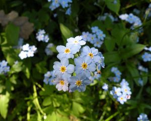 Preview wallpaper flowers, small, grass, plant