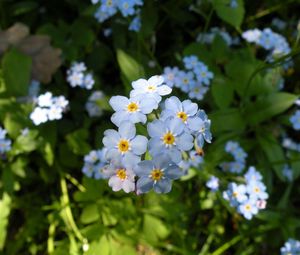 Preview wallpaper flowers, small, grass, plant