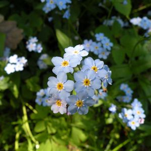 Preview wallpaper flowers, small, grass, plant