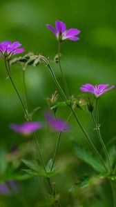 Preview wallpaper flowers, small, green, field