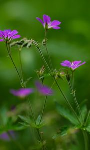 Preview wallpaper flowers, small, green, field