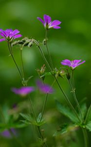 Preview wallpaper flowers, small, green, field