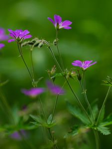 Preview wallpaper flowers, small, green, field