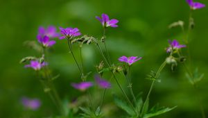 Preview wallpaper flowers, small, green, field