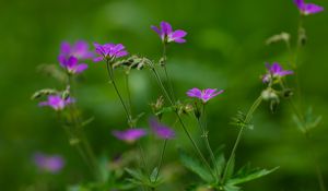 Preview wallpaper flowers, small, green, field