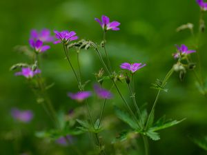 Preview wallpaper flowers, small, green, field