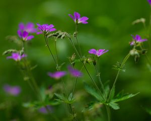 Preview wallpaper flowers, small, green, field