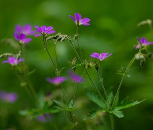 Preview wallpaper flowers, small, green, field