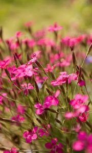 Preview wallpaper flowers, small, green, blur