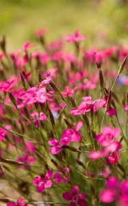 Preview wallpaper flowers, small, green, blur