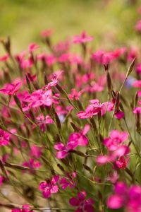 Preview wallpaper flowers, small, green, blur