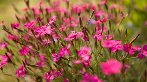 Preview wallpaper flowers, small, green, blur