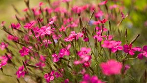 Preview wallpaper flowers, small, green, blur