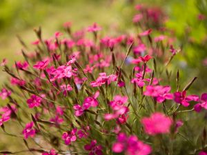 Preview wallpaper flowers, small, green, blur