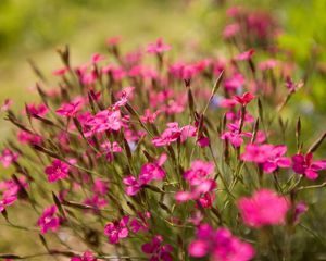 Preview wallpaper flowers, small, green, blur