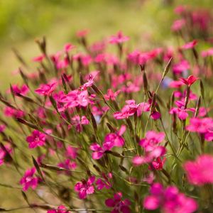 Preview wallpaper flowers, small, green, blur