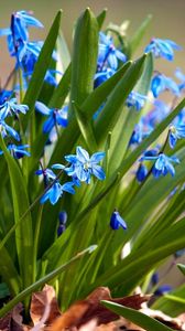 Preview wallpaper flowers, small, leaves, herbs, sun