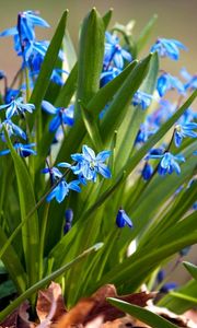 Preview wallpaper flowers, small, leaves, herbs, sun