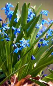 Preview wallpaper flowers, small, leaves, herbs, sun