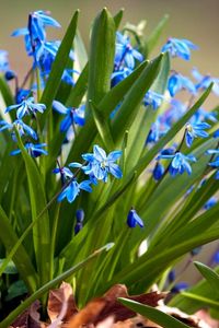 Preview wallpaper flowers, small, leaves, herbs, sun