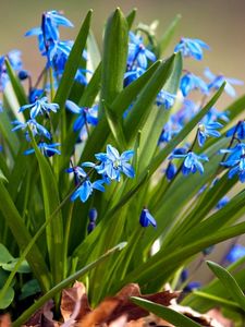 Preview wallpaper flowers, small, leaves, herbs, sun