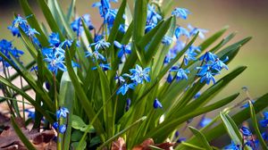 Preview wallpaper flowers, small, leaves, herbs, sun