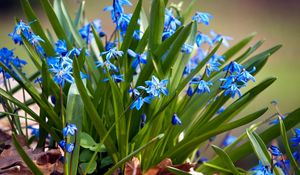 Preview wallpaper flowers, small, leaves, herbs, sun