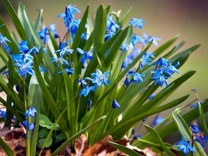 Preview wallpaper flowers, small, leaves, herbs, sun