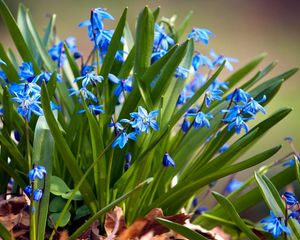 Preview wallpaper flowers, small, leaves, herbs, sun